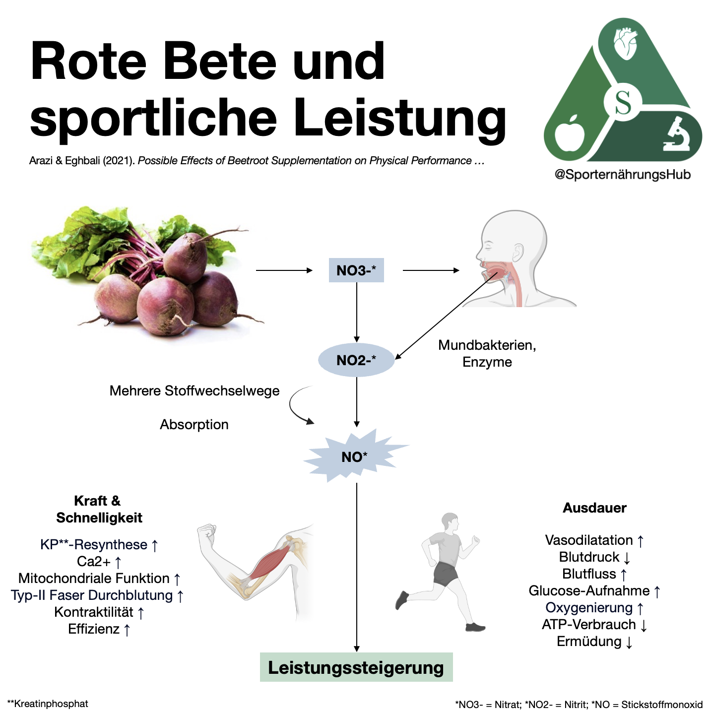 Rote Bete und sportliche Leistung: Wirkungsmechanismen und praktische Empfehlungen